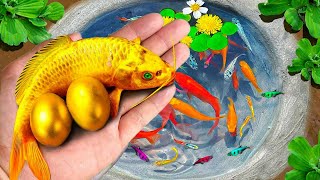 Catch colorful ornamental fish catfish lovely goldfish comet fish gourami Brazilian turtles [upl. by Aubrie752]