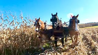 DRAFT HORSE FARMING A History of our Farm amp Finishing up Corn Harvest 2021 [upl. by Qifar]