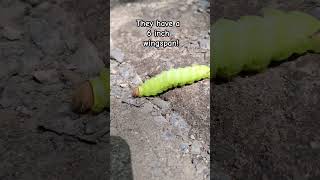 Saw this Antheraea polyphemus caterpillar crossing the road in front of us Didnt look real [upl. by Robby]