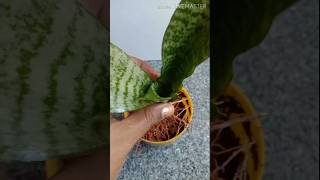 Snake Plant Propagation shortvideo [upl. by Nonah]