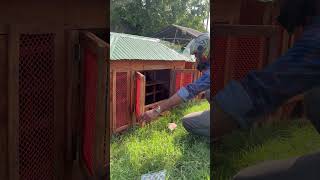 Wooden Coop for Pigeons 🕊️ racingpigeon pigeonhobby merpati kalapati pigeonracing kabootar [upl. by Rol652]