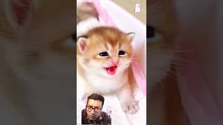 cat kitten cute cutekitty cutecat catlover kittenish funny pets shortscat [upl. by Eisiam]