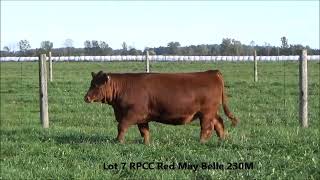 Lot 7 RPCC Red May Belle 230M [upl. by Prosper]