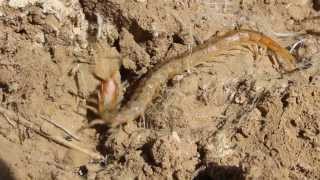 Scolopendra cingulata also known as Megarian banded centipede  Cyprus [upl. by Ferneau612]