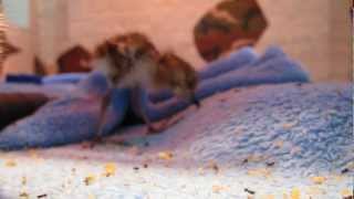 Spoonbilled sandpiper chicks hatched  WWT [upl. by Itnahs]