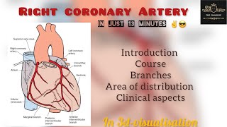 Right Coronary Artery in a simplified way 🫀🩺IntroductioncourseBranchesArea of distribution in3d [upl. by Garek]