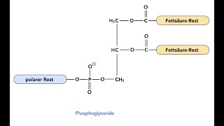 Chemical Structures of Examples of Phosphoglycerides Glycerophospholipids [upl. by Alil]