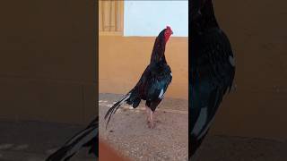 Chicken treatment💊💉youtubeshorts pigeon chickentreatment viralvlogs minivlog vlogger petsvlog [upl. by Oiligriv667]