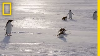 All About the Adélie Penguin  Continent 7 Antarctica [upl. by Ahsimek206]