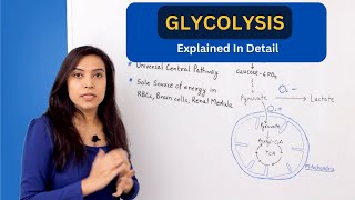 Glycolysis Pathway Explained  biochemistry [upl. by Bronder]