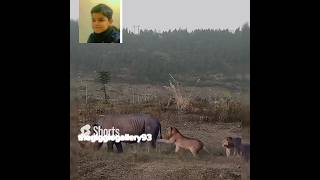 Male Lions Trying to Attack Rhino 🦏🦏😱viral ytshorts reaction lions rhino shorts [upl. by Kuska]