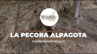 Alla scoperta della razza Alpagota  Pecore di Montagna  biodiversità ovina veneta [upl. by Anem]