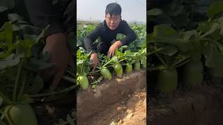 Fresh radish harvesting and cutting process [upl. by Renny]