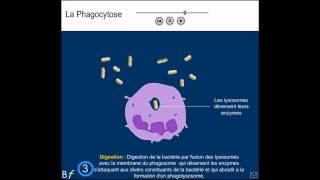 La phagocytose Animation et explication simple shorts [upl. by Enelie]