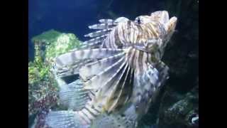 Aquarium La Rochelle  Rascasse volante  Red lionfish [upl. by Spatola]