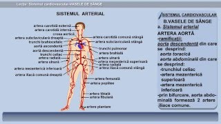 Lecția 27 Sistemul cardiovascular  Vasele de sânge [upl. by Dolley]