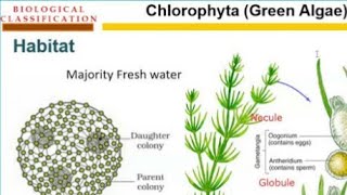 Chlorophyta  Green algae  chlorophyceae  kingdom protesta [upl. by Irehs]