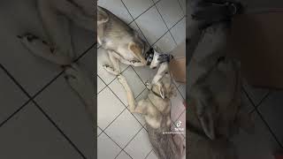 Saarloos Wolfhunde  zwei die sich lieben 🥰 [upl. by Alleuqcaj]