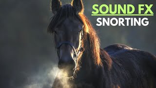 horse sound snorting [upl. by Reuben395]