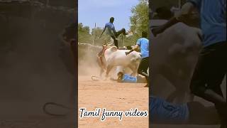 Jallikattu king 🤴 tamil thanjavur love jallikattu fun funny nature enjoy shorts village [upl. by Torr539]