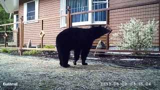 Bear vs Electric Fence [upl. by Licec884]