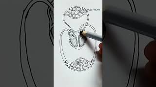 Diagram of circulatorysystemBiologyclassSciencepracticalproject viral circulatorysystem shorts [upl. by Aube]