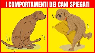 21 comportamenti dei cani e i loro significati  Fatti Straordinari [upl. by Harimas]