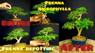 Pruning and repotting Premna Microphylla bonsai Making a Premna Microphylla Bonsai Mame or Mini [upl. by Andeee]