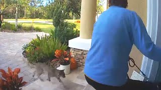 INSANE Rabid Bobcat Attacks Woman And Her Dog [upl. by Eilyak]