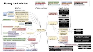 Urinary tract infection UTI mechanism of disease [upl. by Korman607]