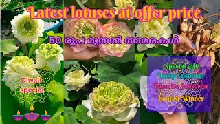 Diwali special sale video  Latest lotuses at offer pricePetalssphere With subtitles [upl. by Adnilym338]