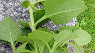 OREGANO OR ORIGANUM VULGARE [upl. by Chard298]