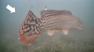 Rare Fish Sighting Ice Fishing Early Ice Multi Species [upl. by Neeoma]