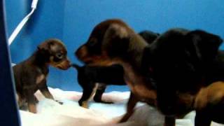 MIN PIN MINIATURE PINSCHERS PUPPIES PLAYING [upl. by Neyud585]