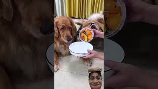 Dried Veggie Mukbang for Dog goldenretriever cute funny puppy dog short [upl. by Keily]