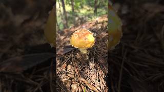 More amanitas😍 natural medicinalmushrooms foraging wildmushrooms organic nature mushroomlife [upl. by Kcirderfla]