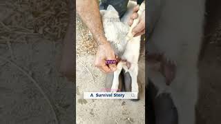 A Sheep Found New Mother After Losing Her Own animals animalrescue heartwarming [upl. by Leba]