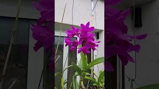 Orchidées en Algarve  Guarianthes cattleya Bowringiana [upl. by Einhapets]