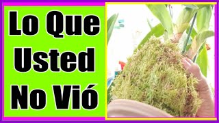 Video Final 👀🙋‍♀️💖 Lo Que Usted No Vio [upl. by Avra]