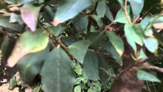 Stewartia leaf problem [upl. by Ahsieyn]