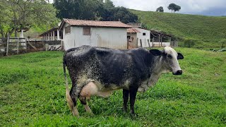 Fazenda a venda boa para mexer com vacas com 29 hectares completa e terra de cultura [upl. by Ayotahs814]