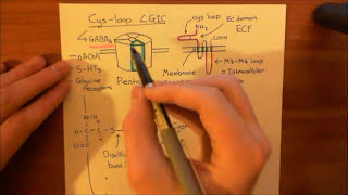 The GABAA Receptors and the Benzodiazepines Part 3 [upl. by Rogovy794]