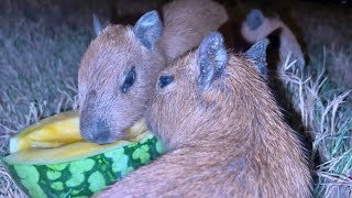 Baby Capybaras Eating Wamordelon [upl. by Dyraj]