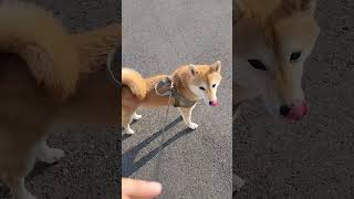 編集前の元動画つまり普通の柴犬の日常 柴犬の散歩 [upl. by Linsk]