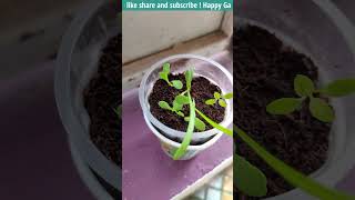 Gazania Flower Plant  How to Grow Gazanias gardeningwithRitz [upl. by Yrrep]