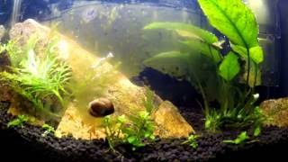 Nerite Snail time lapse [upl. by Backler]