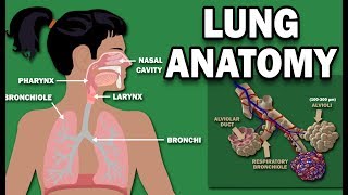 ANATOMY OF THE LUNGS [upl. by Boorer]