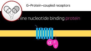 GProteinCoupled Receptors [upl. by Maggee]