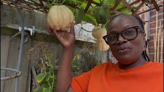 Giant Chayote Squash Harvest In My London Garden [upl. by Mizuki52]