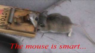 Use the Ultimate Bait to catch mice [upl. by Grizel]